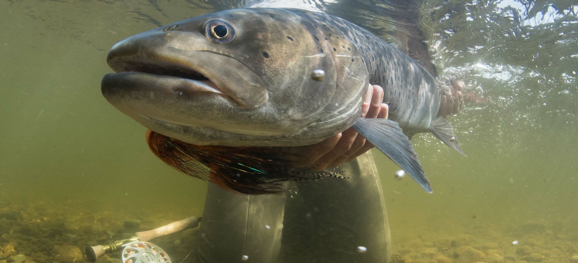 Mongolia Taimen Fishing within the Eg-Ur Watershed